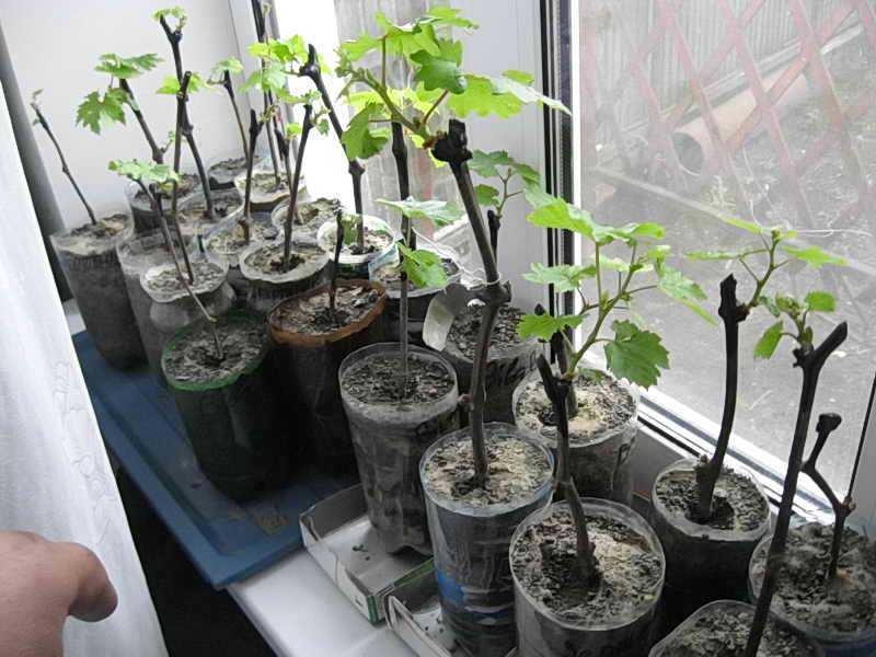 Размножение винограда черенками в домашних условиях: осенью, зимой или летом