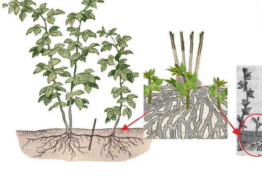 Как можно из семян и другими способами получить хороший урожай эстрагона? выращивание тархуна в домашних условиях