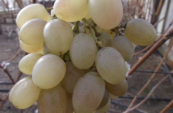 Виноград тасон: фото и описание сорта, разведение и уход