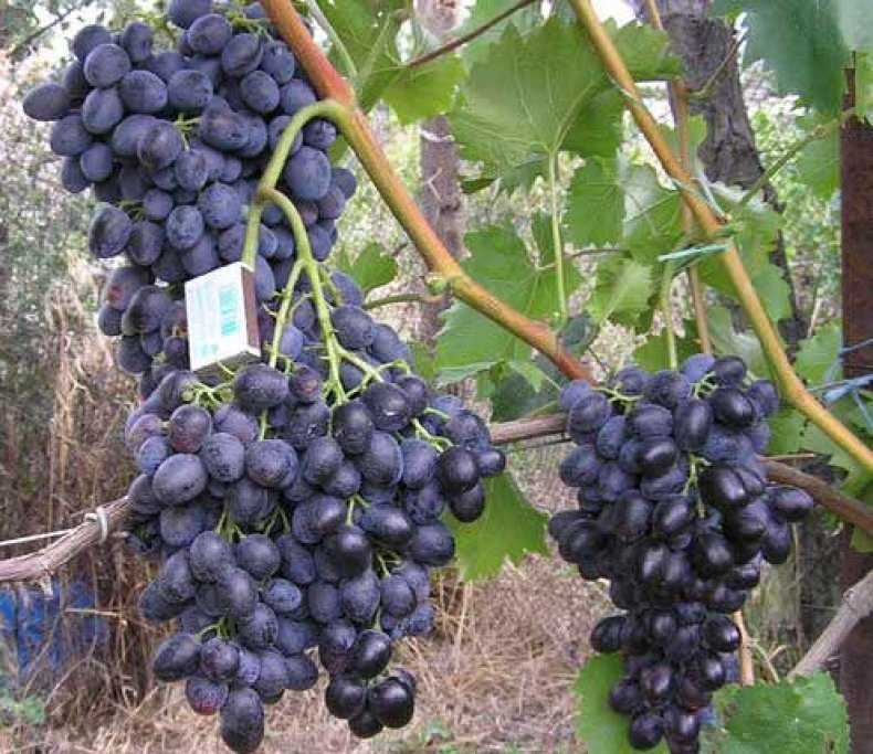 Сорт винограда «кубань»: описание и особенности выращивания