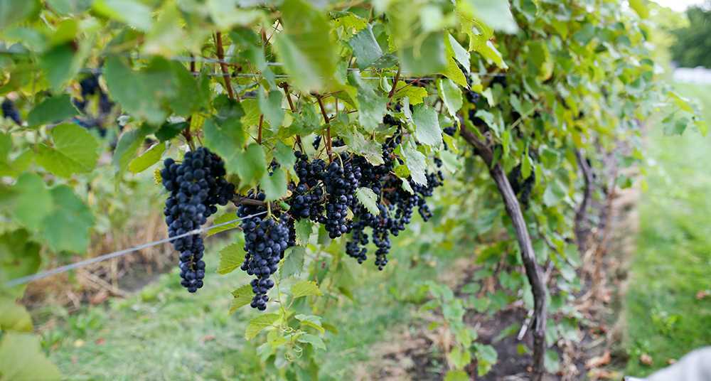 Неукрывные сорта винограда: амурские гибриды. выбираем сорта для посадки на дачу