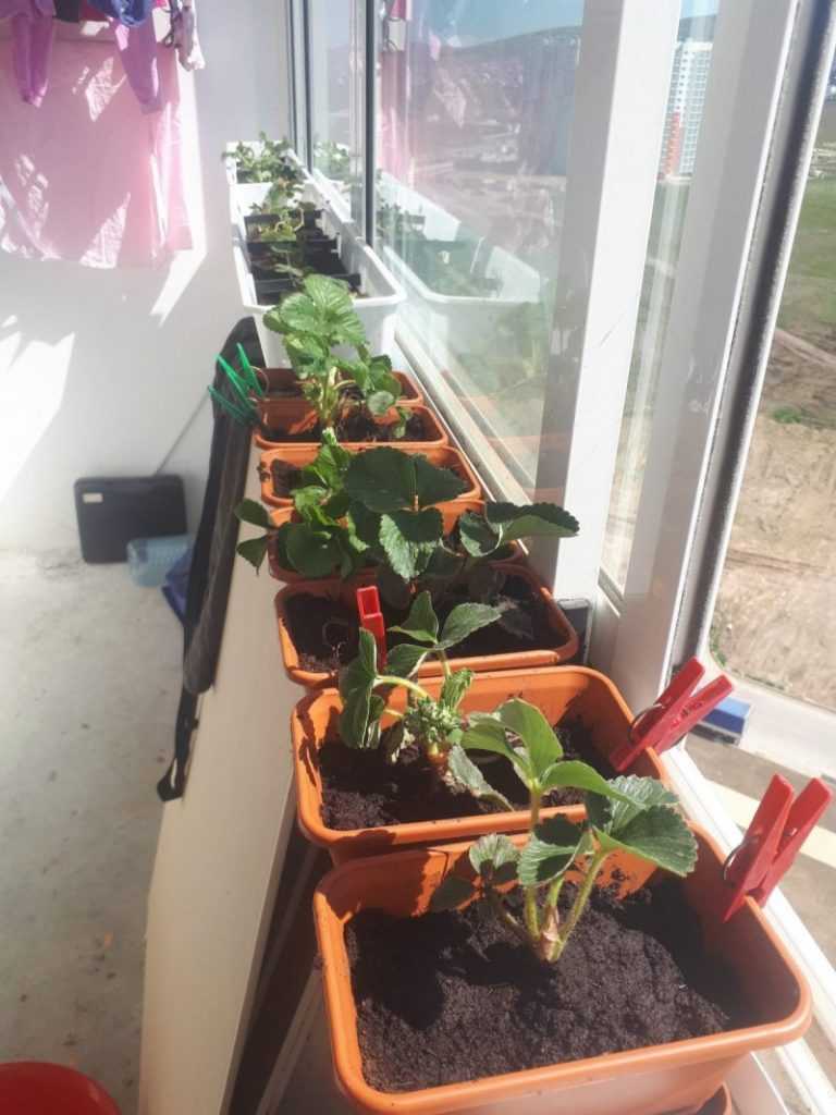 Как вырастить клубнику дома на подоконнике: посадка и выращивание пошагово с видео