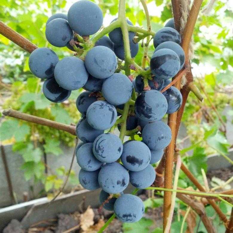 Виноград гибридной формы «зилга»