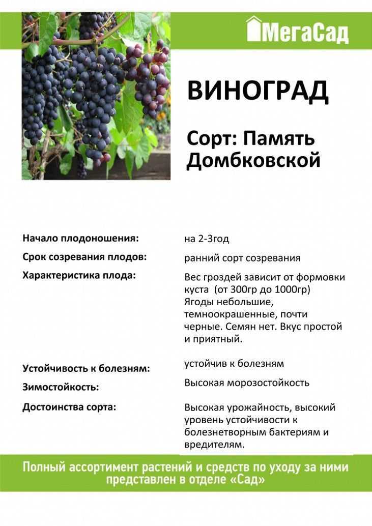 Виноград памяти домбковской: описание сорта, фото, отзывы