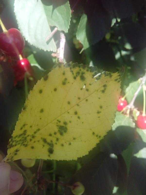 Почему гибнет вишня, сохнут и желтеют листья? - журнал "совхозик"