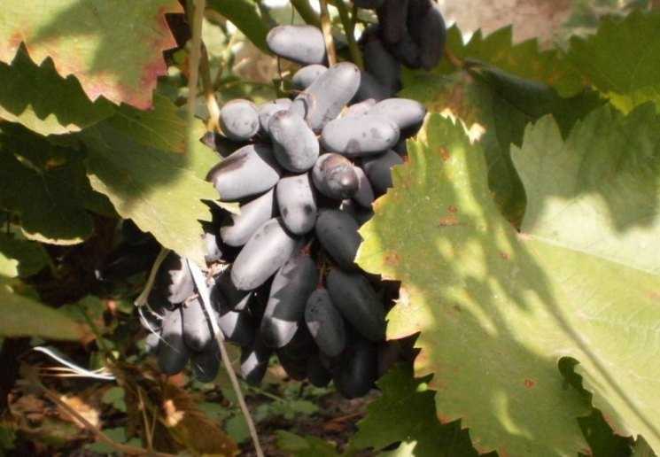 Особенности винограда сорта "ведьмины пальцы"