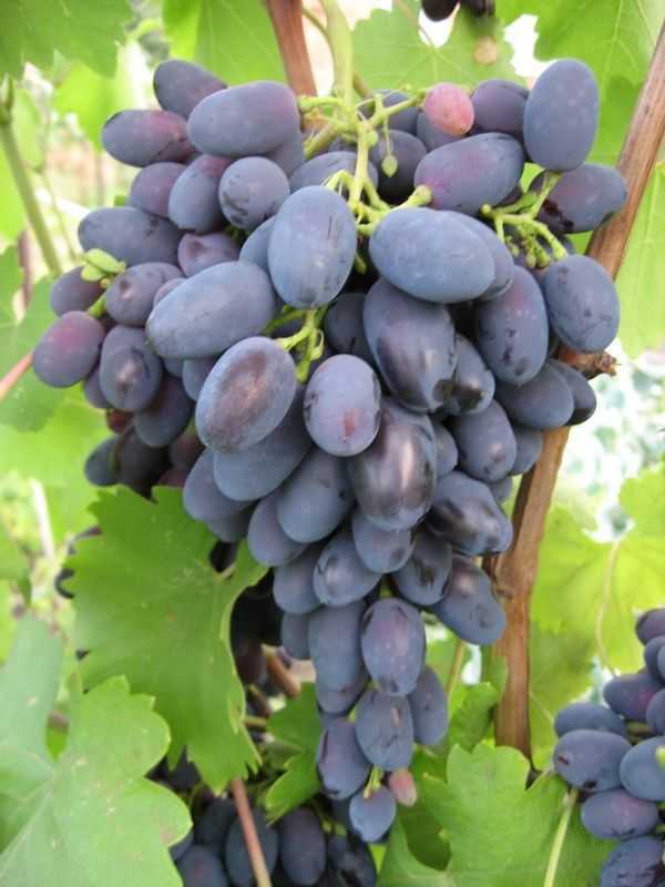 Сорта винограда по алфавиту, гибридные формы крайнова и красохиной