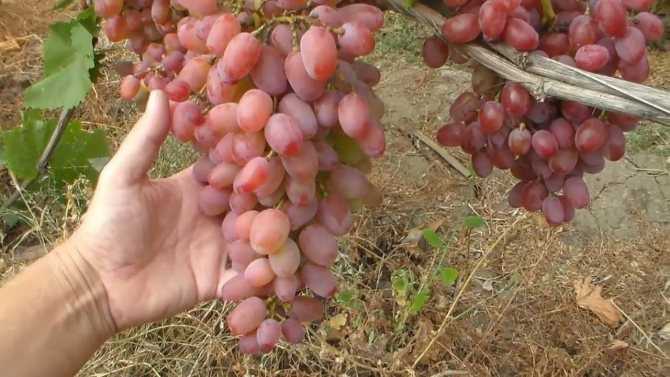 Виноград виктория: описание сорта, посадка, уход и отзывы садоводов