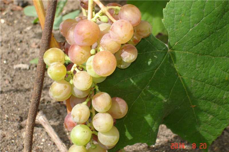 Описание сорта винограда «краса севера»: характеристики, фото, отзывы садоводов