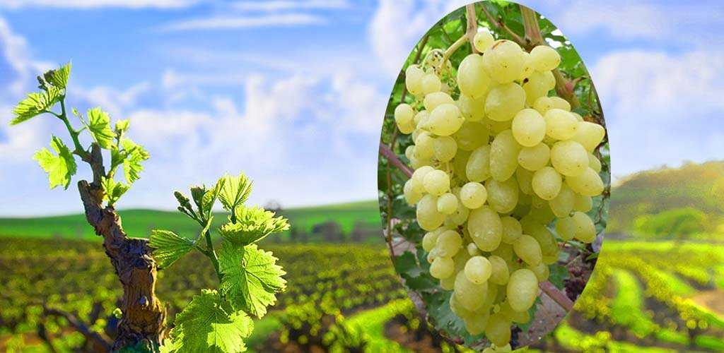 Описание винограда сорта долгожданный: характеристики, фото, отзывы садоводов
