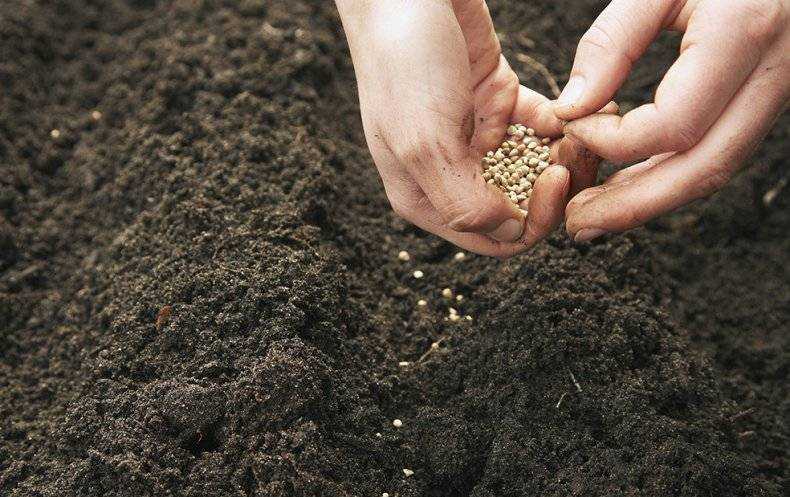 Как правильно сеять кориандр: оптимальные сроки, подготовка семян, выбор места. Выращивание в открытом грунте и в теплице. Уход за растениями, сбор и хранение урожая.