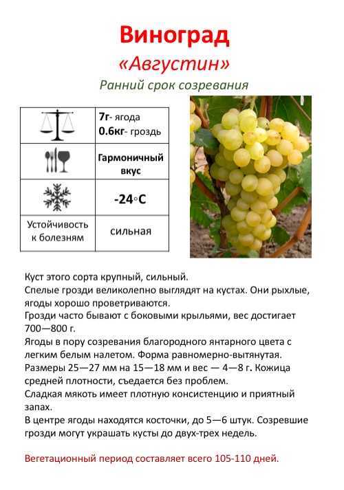 Виноград "красотка": описание столового сорта, особенности выращивания, ухода и отзывы с фото