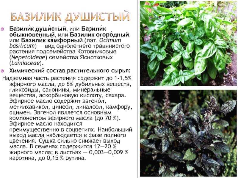Когда сажать шпинат, как сеять семенами в открытый грунт весной, летом, осенью или зимой в сибири, на урале и других уголках россии? русский фермер