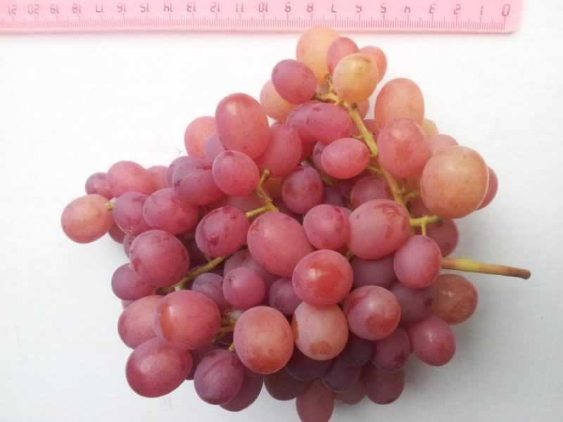 Виноград ливия: описание, фото, видео и отзывы