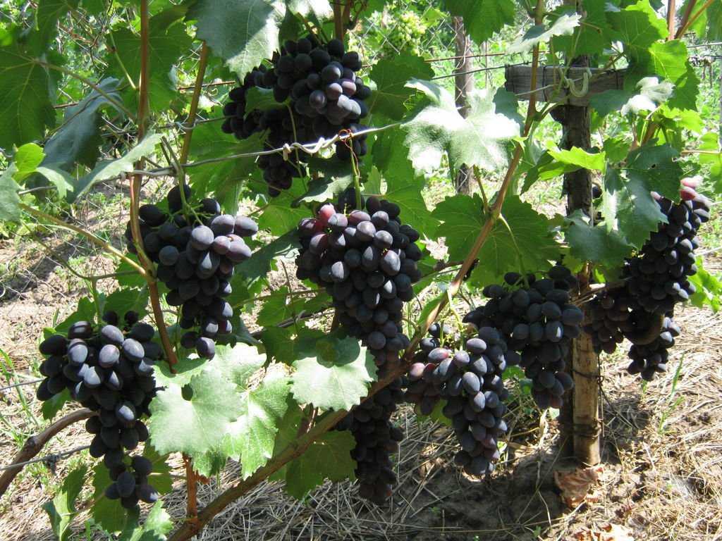 Виноград забава: описание сорта, фото и отзывы садоводов
