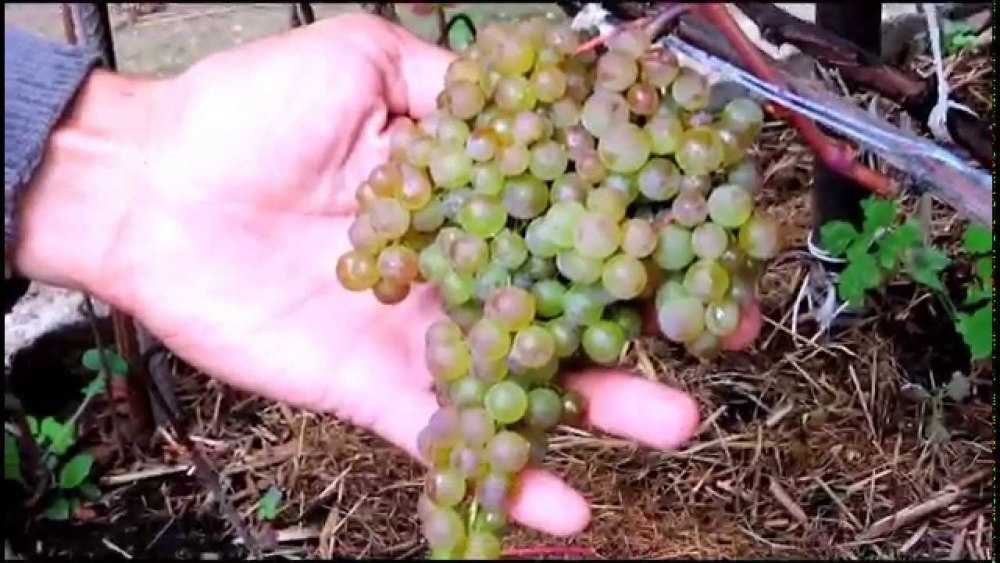 Виноград "кишмиш 342": описание и характеристика сорта, особенности ухода и отзывы с фото гроздей