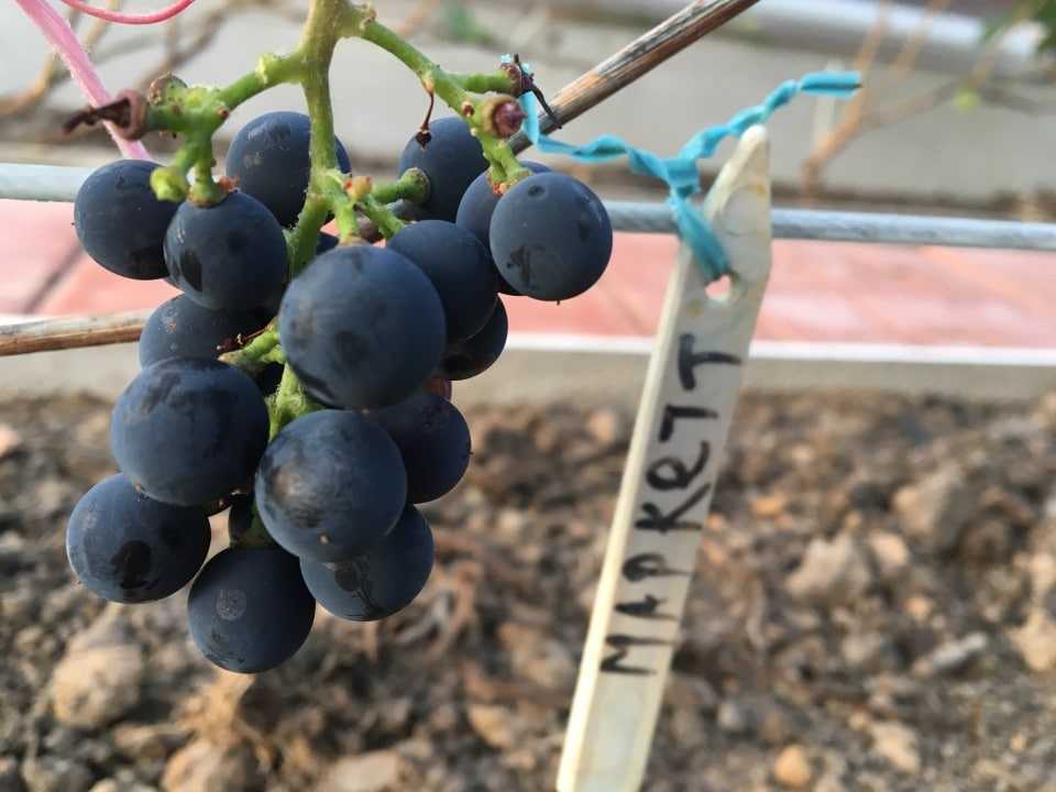 Сорт винограда ркацители — описание сорта, полезные свойства, вред