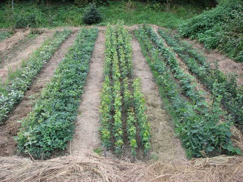 Опилки для огорода: польза и вред, правила применения, как можно использовать сосновые и другие хвойные, а также лиственные