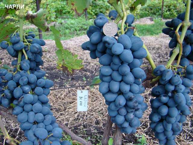 Виноград чарли: стойкий крупноплодный гибрид, которому не страшны ни грибок, ни заморозки