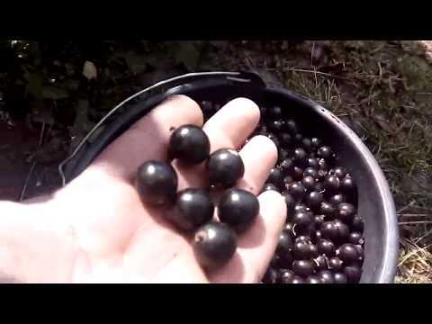 Чёрная смородина пигмей: секреты выращивания сладчайшей ягоды