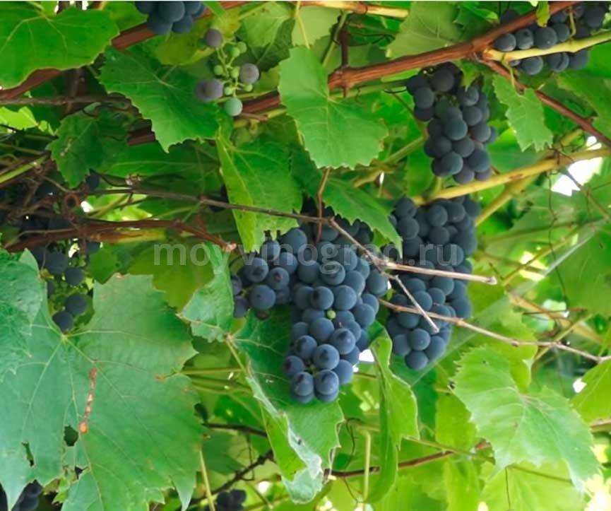 Виноград забава: описание сорта, особенности ухода за растением