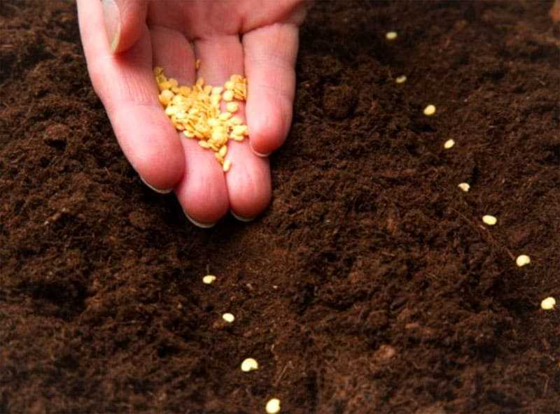 Как посадить душицу семенами, особенности выращивания пряного растения