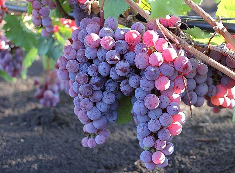Какими свойствами должны обладать неукрывные сорта винограда и какие из них считаются лучшими