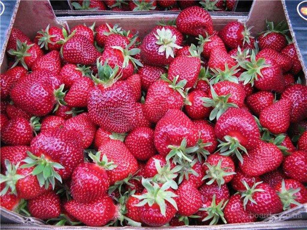 Клубника ароза — описание сорта