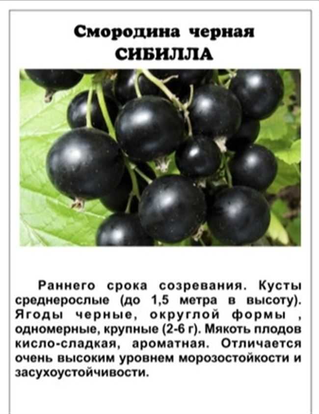 Сорта черной смородины для выращивания в беларуси