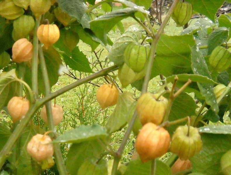 Сорта физалиса: съедобные для выращивания в грунте