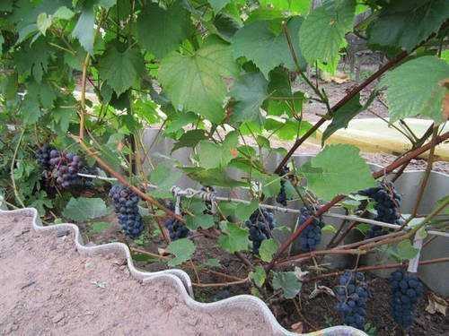 Всё о винограде сорта таежный - сорта винограда, винные | описание, советы, отзывы, фото и видео