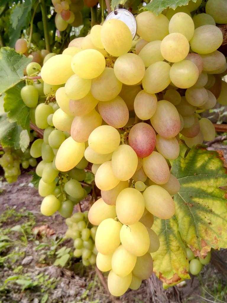 Виноград тасон: описание сорта, фото
