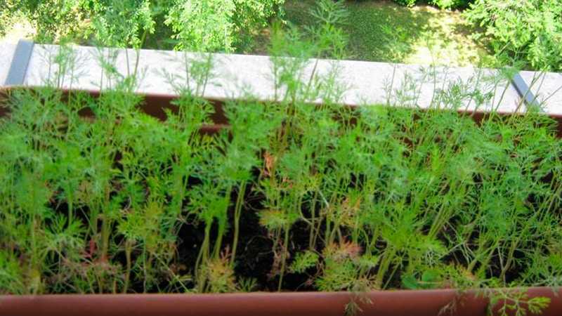 Свежий укроп круглый год. выращивание культуры из семян на балконе и подоконнике