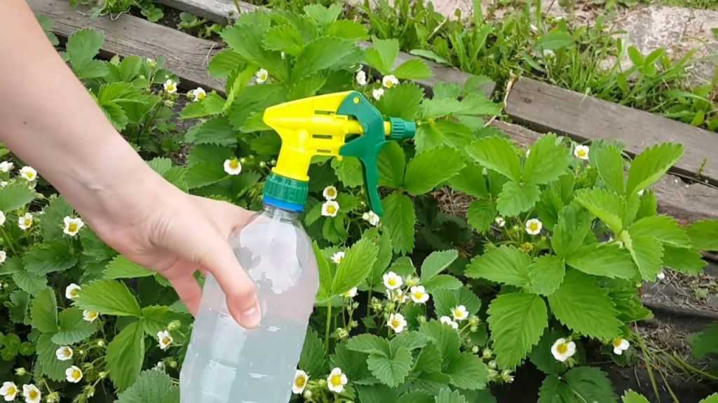 Чем обработать клубнику во время цветения для подкормки и от вредителей
