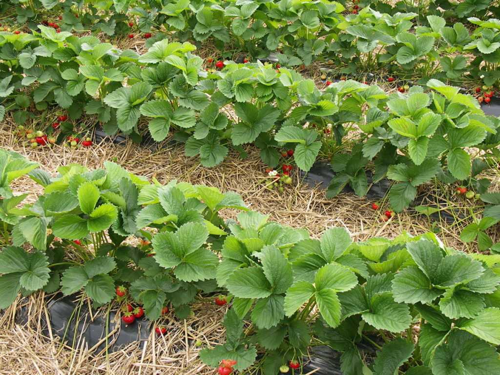 Как правильно посадить клубнику осенью: секреты хорошего урожая