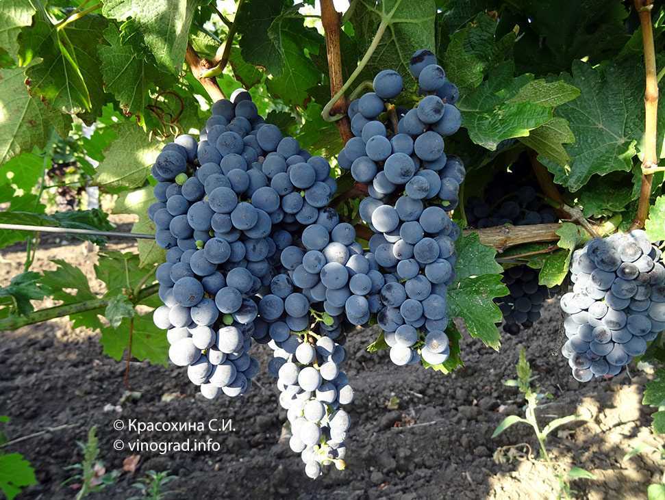Виноград каберне совиньон: описание сорта, фото