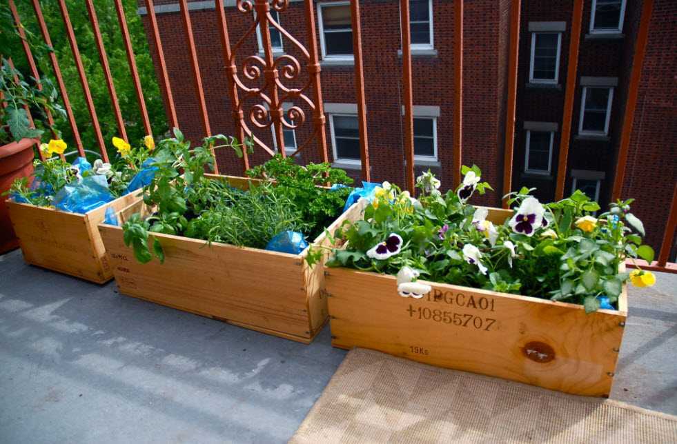 Как вырастить клубнику на балконе: способы выращивания, посадка и уход