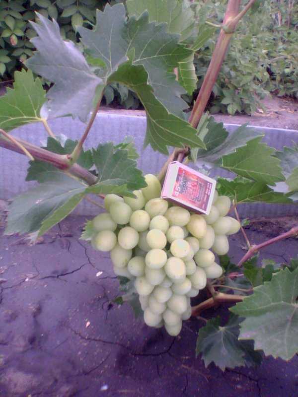 Сорт винограда надежда аксайская: фото, отзывы, описание, характеристики.