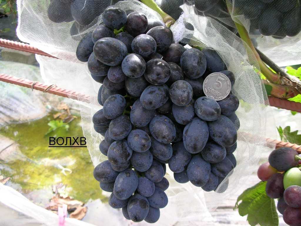 Виноград благовест: описание, фото и отзывы