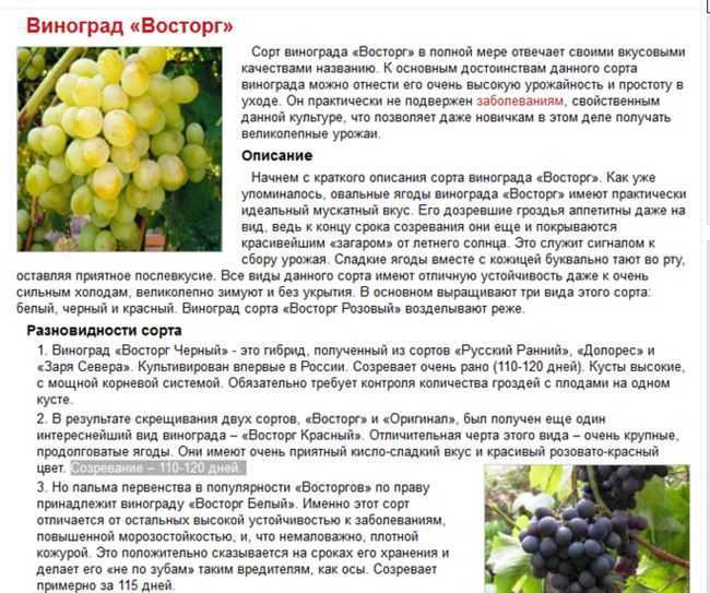 Виноград красотка: описание сорта и характеристики, сроки созревания с фото