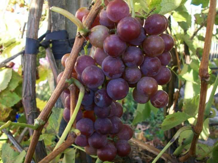 Сорт винограда розовый ранний, описание сорта с характеристикой и отзывами, а также особенности посадки и выращивания