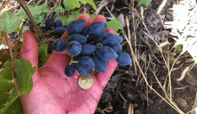 Виноград ромбик: фото, описание сорта