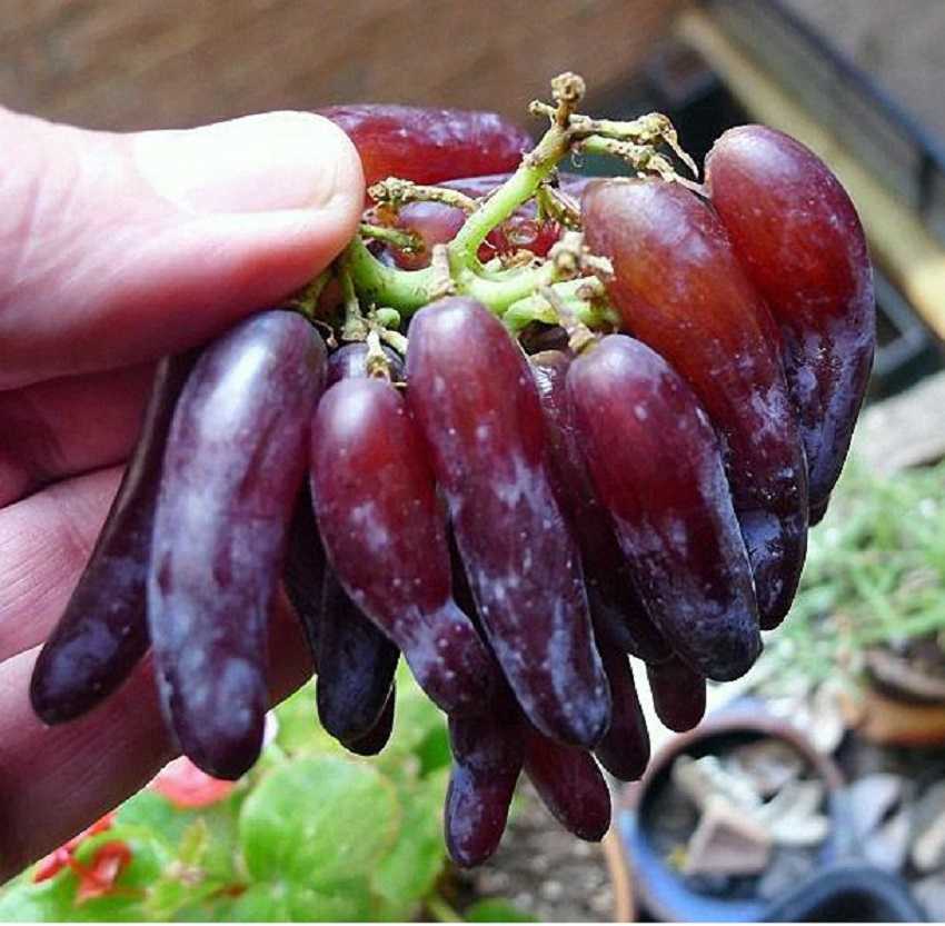 Особенности винограда сорта "ведьмины пальцы"
