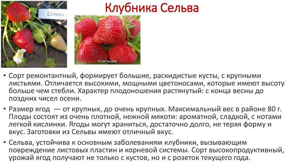 Ранние сорта клубники, с описанием, характеристикой и отзывами, в том числе для выращивания в беларуси, украине, подмосковье