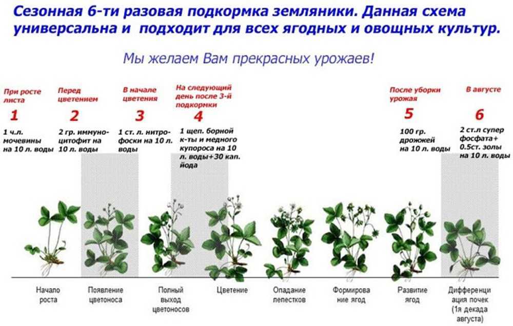 Особенности выращивания земляники золушка. характеристики сорта