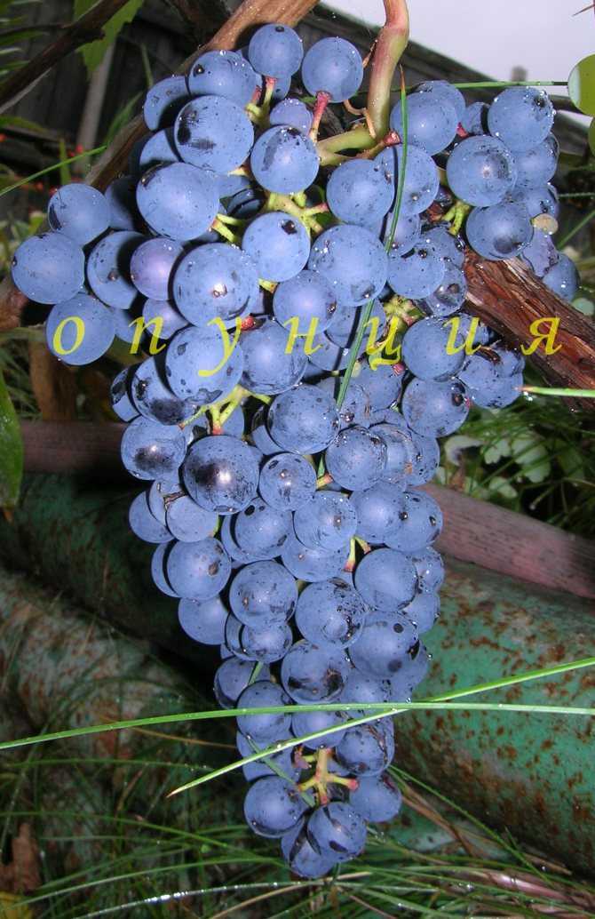 Виноград «памяти домбковской» — описание и особенности выращивания