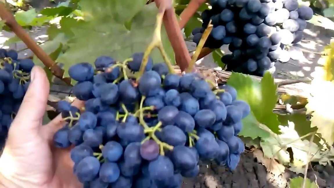 Виноград «молдова»: описание сорта, фото и отзывы