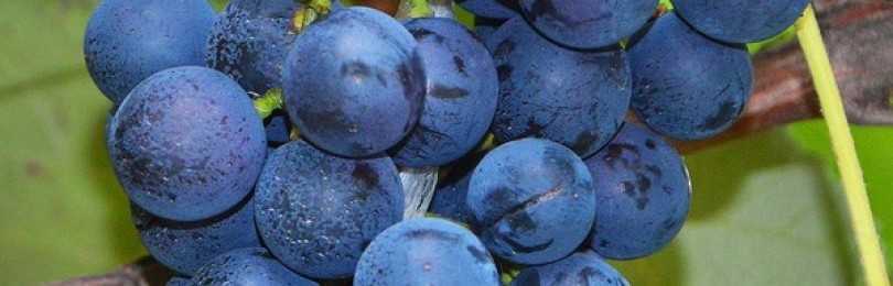 Описание сорта винограда «атаман павлюк»: фото, отзывы
