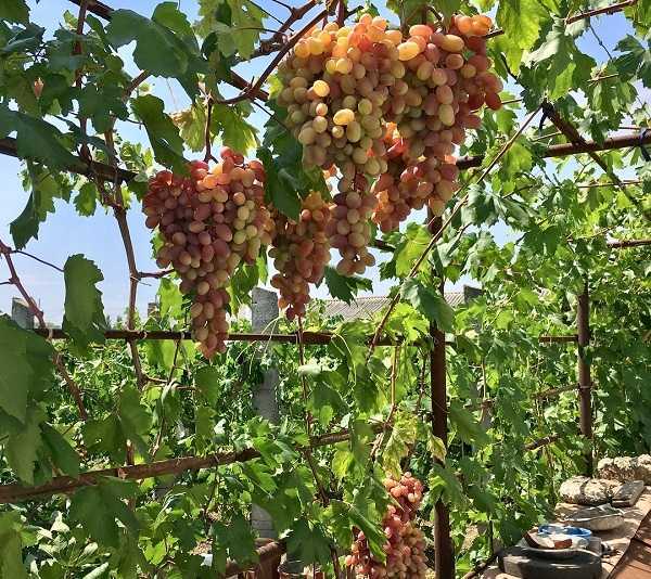 Виноград ливия: описание сорта, выращивание и уход, отзывы