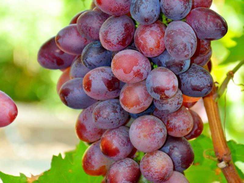Виноград сорта сенсация — сверхраннее получение ягод на дачном участке